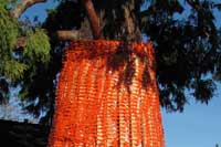 Protecting Trees in Palo Alto